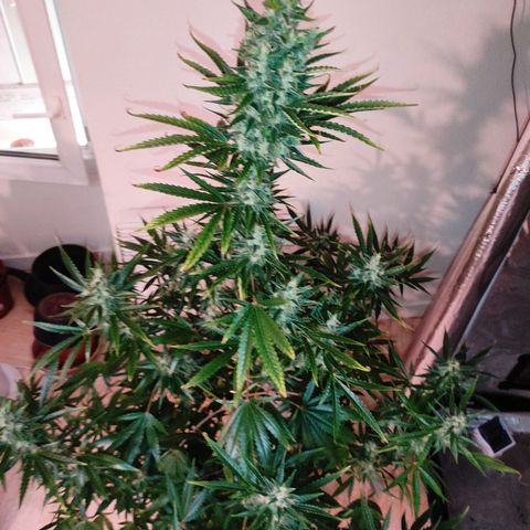 Master Kush Automatic growlog timeline photo