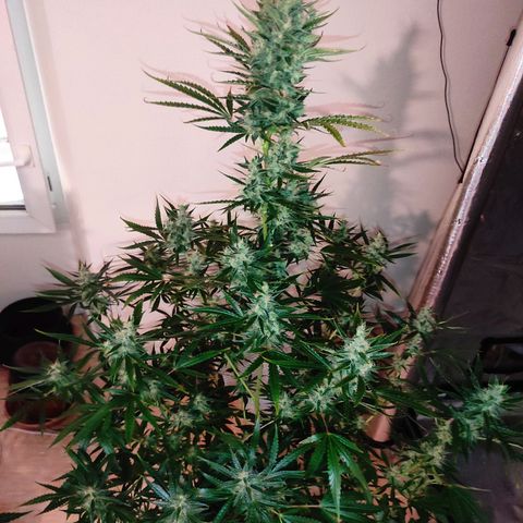 Master Kush Automatic growlog timeline photo