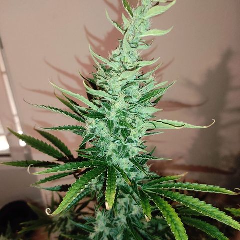 Master Kush Automatic growlog timeline photo