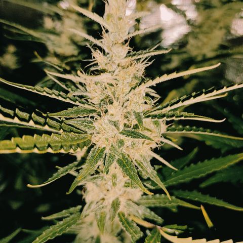 Banana Kush Cake Automatic growlog timeline photo