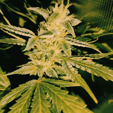 Banana Kush Cake Automatic growlog timeline photo