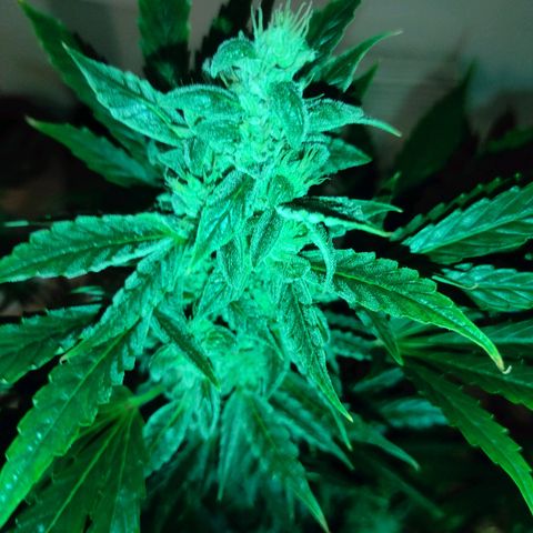 Banana Kush Cake Automatic growlog timeline photo