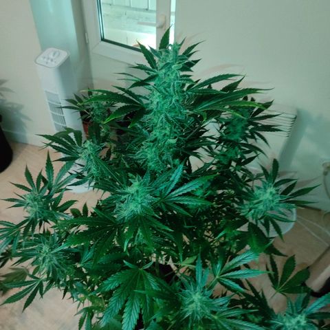 Banana Kush Cake Automatic growlog timeline photo
