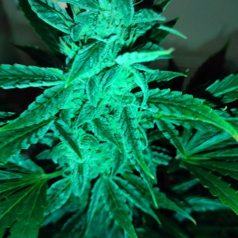 Banana Kush Cake Automatic growlog timeline photo