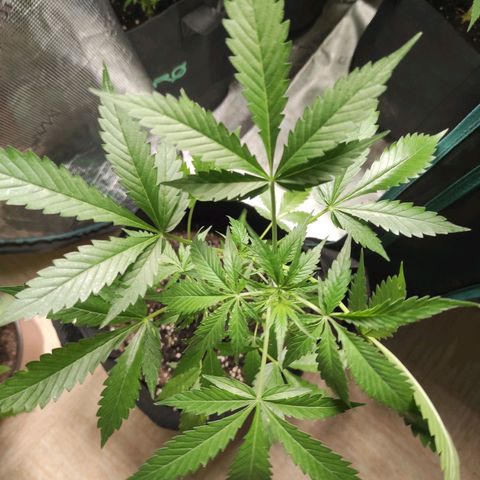 Purple Skunk auto growlog timeline photo