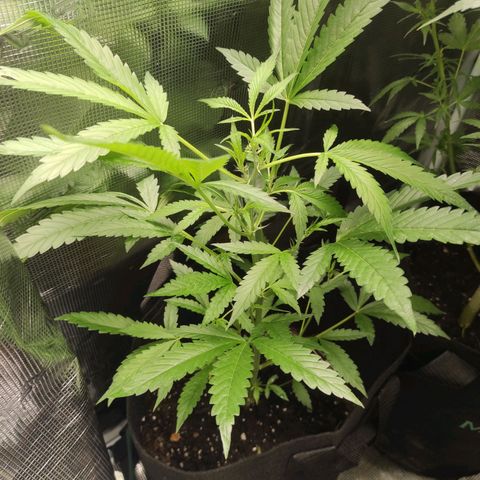 Stichy orange XXL growlog timeline photo