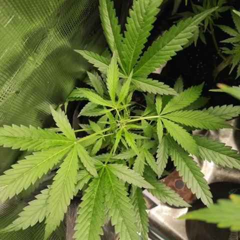 Stichy orange XXL growlog timeline photo