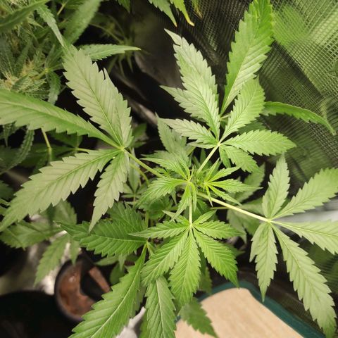 Purple Skunk auto growlog timeline photo