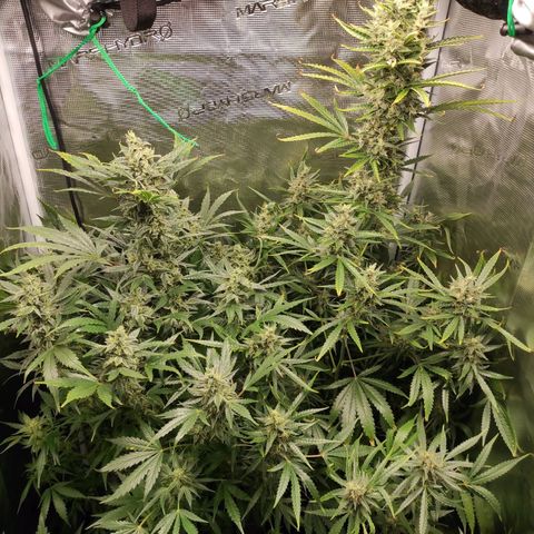 Banana Kush Cake Automatic growlog timeline photo