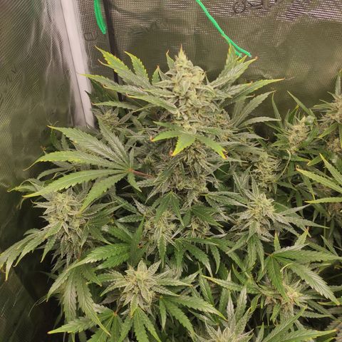 Banana Kush Cake Automatic growlog timeline photo