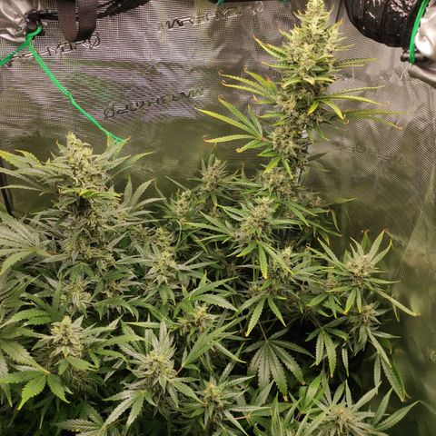 Master Kush Automatic growlog timeline photo