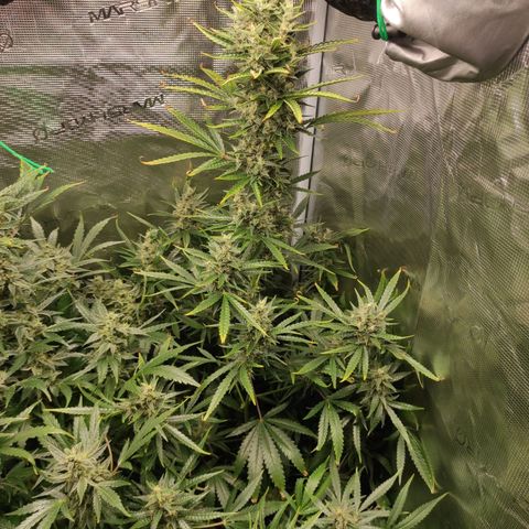 Master Kush Automatic growlog timeline photo