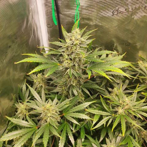 Banana Kush Cake Automatic growlog timeline photo