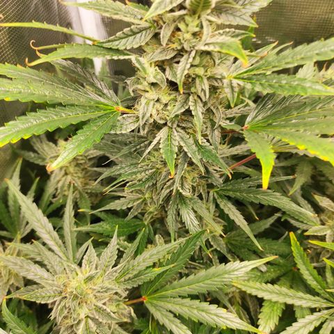 Banana Kush Cake Automatic growlog timeline photo