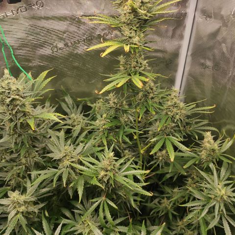 Master Kush Automatic growlog timeline photo