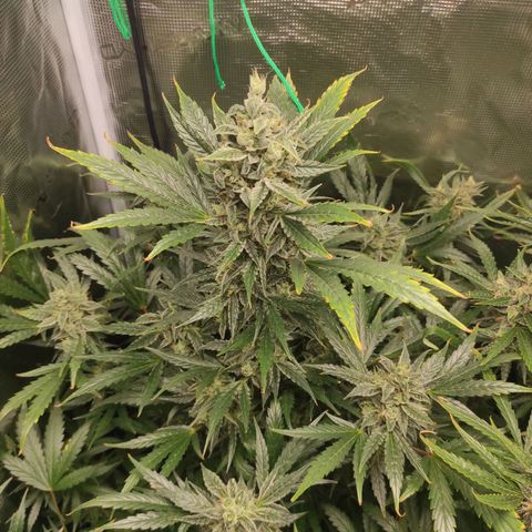 Banana Kush Cake Automatic growlog timeline photo