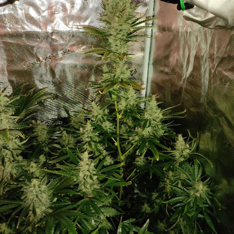 Master Kush Automatic growlog timeline photo