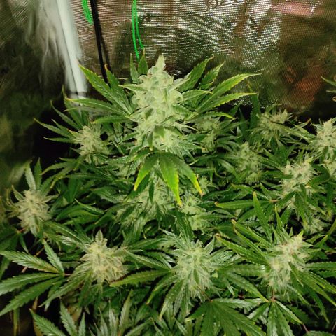 Banana Kush Cake Automatic growlog timeline photo