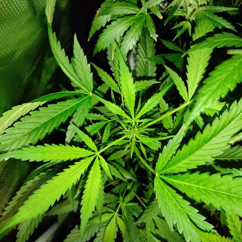 Stichy orange XXL growlog timeline photo