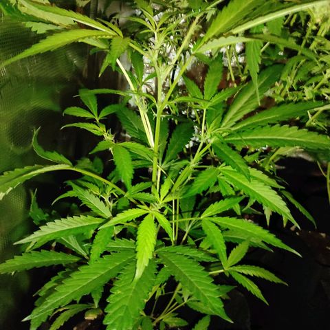 Stichy orange XXL growlog timeline photo