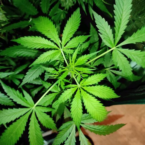 Purple Skunk auto growlog timeline photo