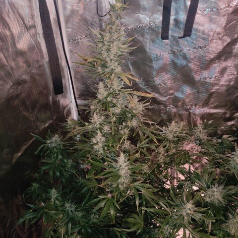 Master Kush Automatic growlog timeline photo