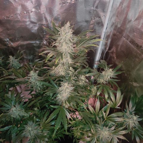 Banana Kush Cake Automatic growlog timeline photo
