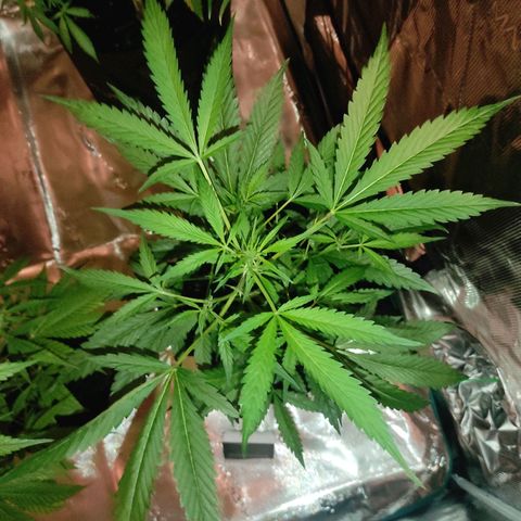 Stichy orange XXL growlog timeline photo