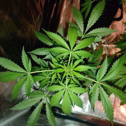Purple Skunk auto growlog timeline photo