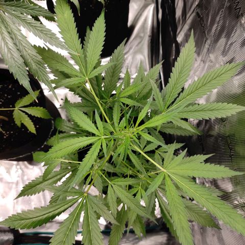 Stichy orange XXL growlog timeline photo