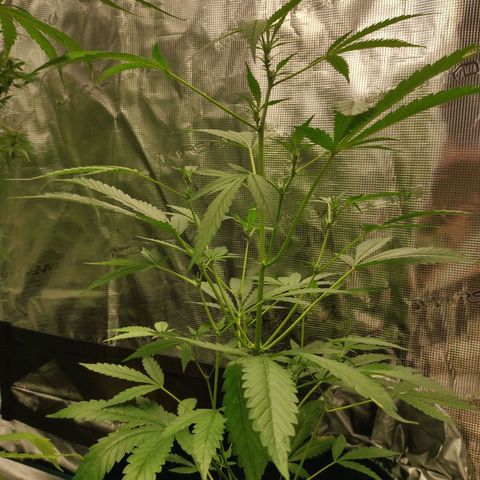 Stichy orange XXL growlog timeline photo