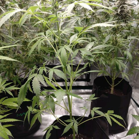 Purple Skunk auto growlog timeline photo