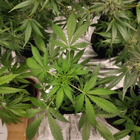 Purple Skunk auto growlog timeline photo