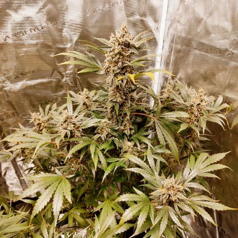Banana Kush Cake Automatic growlog timeline photo