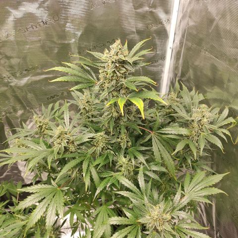 Banana Kush Cake Automatic growlog timeline photo