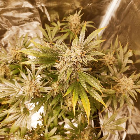 Banana Kush Cake Automatic growlog timeline photo