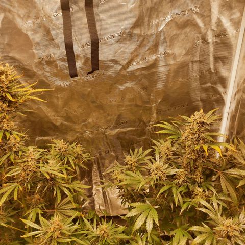 Banana Kush Cake Automatic growlog timeline photo