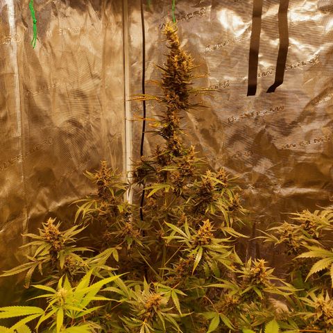 Master Kush Automatic growlog timeline photo