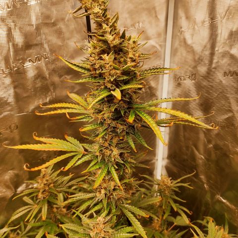 Master Kush Automatic growlog timeline photo