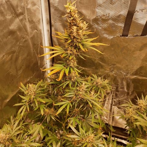 Master Kush Automatic growlog timeline photo