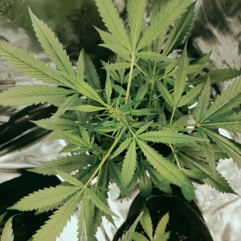 Purple Skunk auto growlog timeline photo