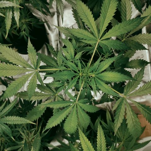 Stichy orange XXL growlog timeline photo