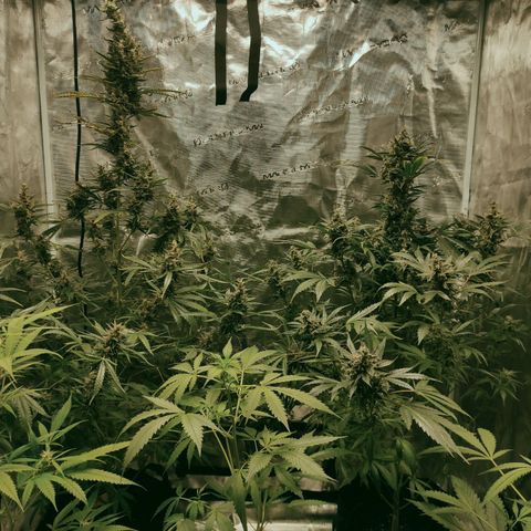 Purple Skunk auto growlog timeline photo
