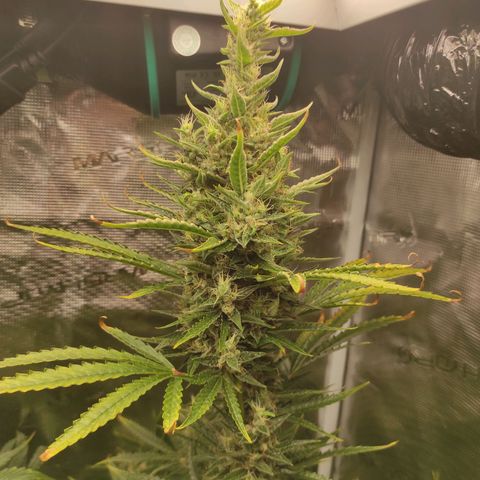 Master Kush Automatic growlog timeline photo