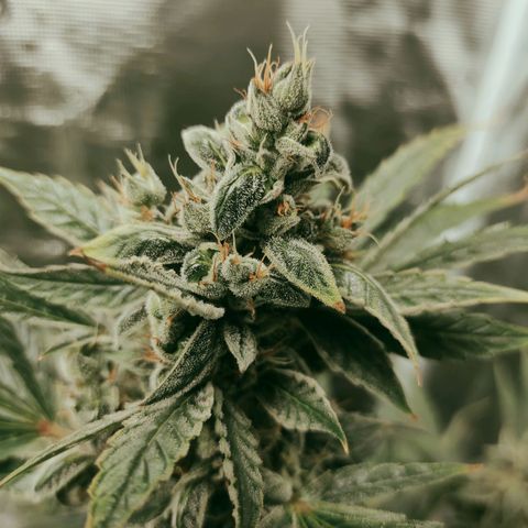 Banana Kush Cake Automatic growlog timeline photo