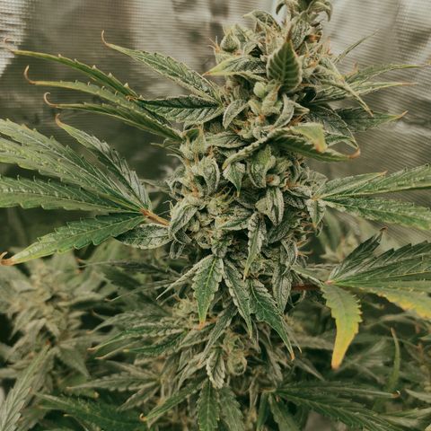 Banana Kush Cake Automatic growlog timeline photo