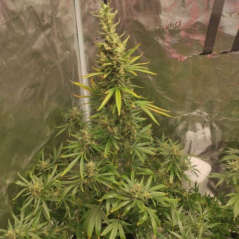 Master Kush Automatic growlog timeline photo