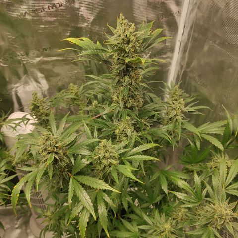 Banana Kush Cake Automatic growlog timeline photo