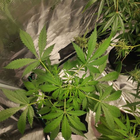 Purple Skunk auto growlog timeline photo