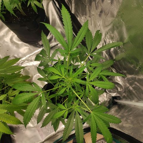 Stichy orange XXL growlog timeline photo